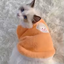 Vêtement chaud pour chat – Pull d’hiver confortable pour chatons