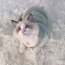 Vêtement chaud pour chat – Pull d’hiver confortable pour chatons