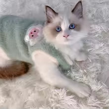Vêtement chaud pour chat – Pull d’hiver confortable pour chatons